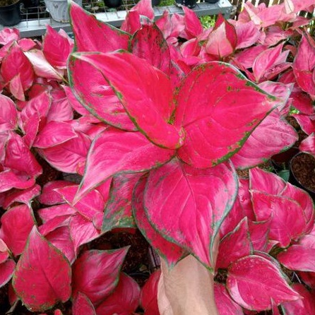 Aglonema Super Red Anjamani Menor Daun 5-6-7-8++