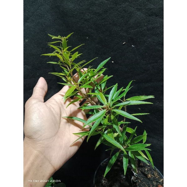 ficus california / beringin california bahan bonsai import