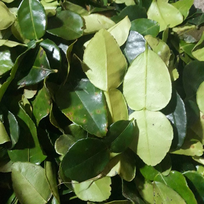 

Daun Jeruk Fresh Segar