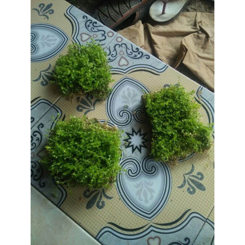 TanamanAquascape monte carlo karpet