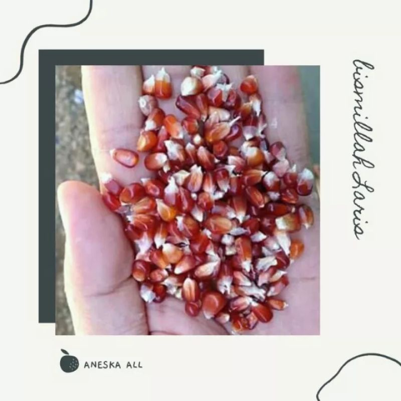 Jagung Manggis Jagungnya Para Juara Merpati Doro Jagung Merpati