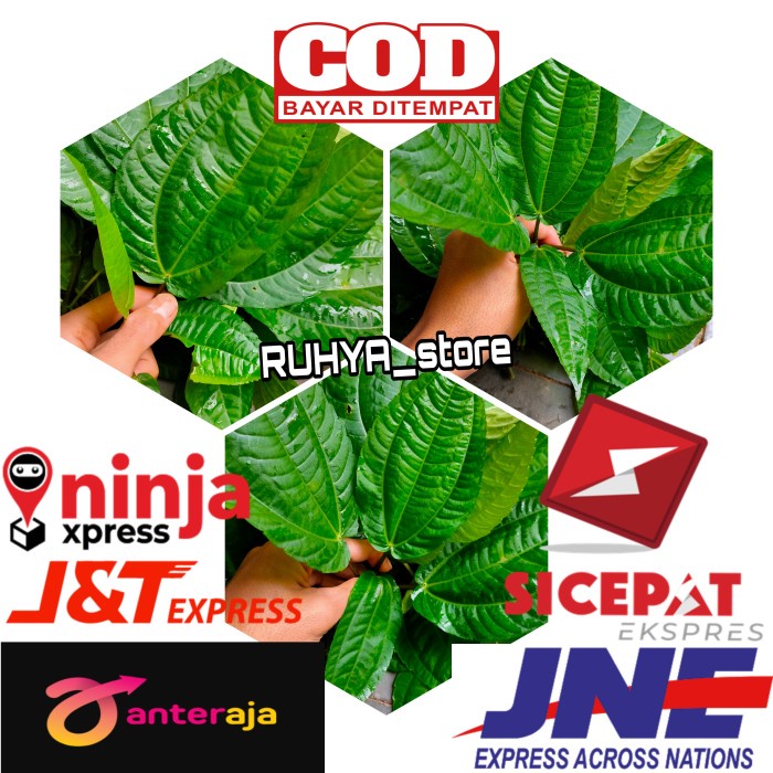 

Lalapan Daun Pohpohan 1kg segar khas