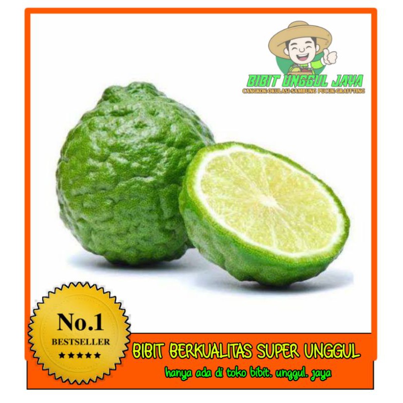 

BIBIT JERUK PURUT MURAH BERKUALITAS (BELI 10 GRATIS 1)