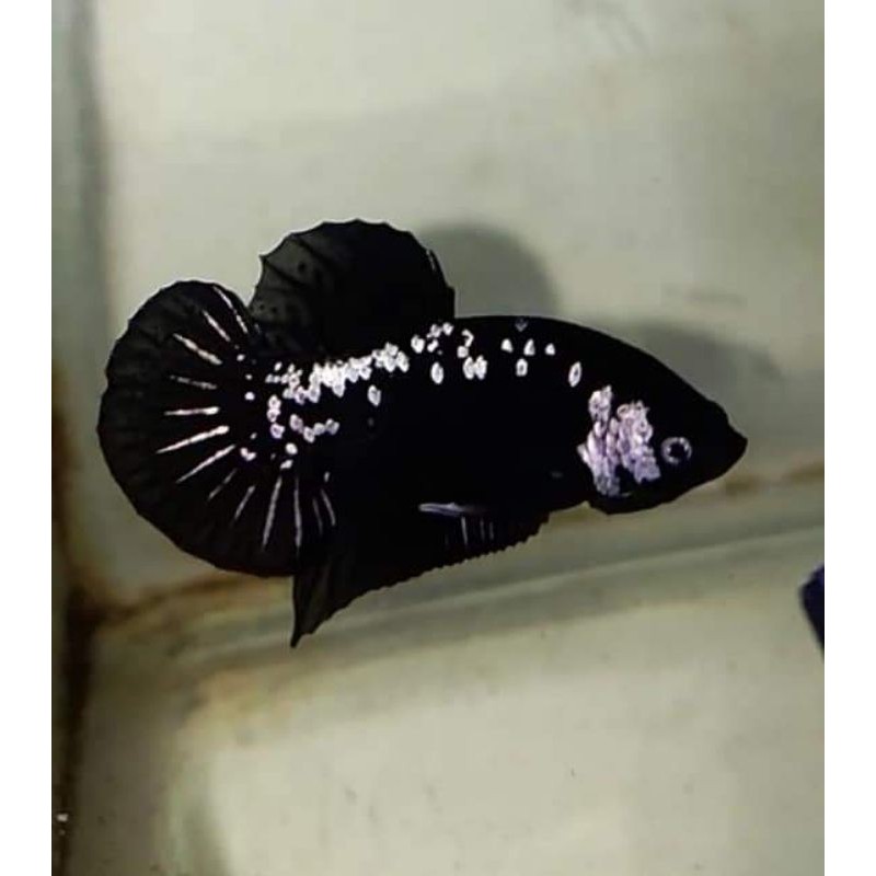 cupang hias ikan cupang black samurai s+