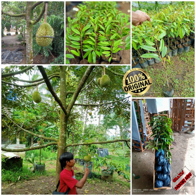 Bibit Durian hasil Okulasi Super murah (GRATIS Packing Pakai Kayu)