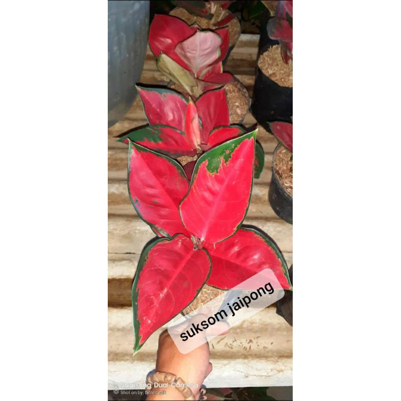 aglaonema suksom jaipong