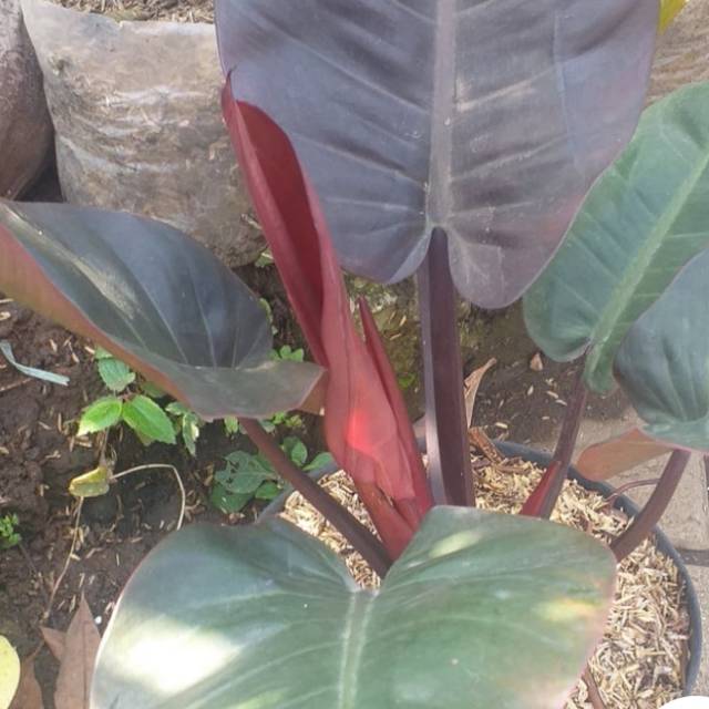 Bunga black cardinal / hiasan taman / Izzah flowers