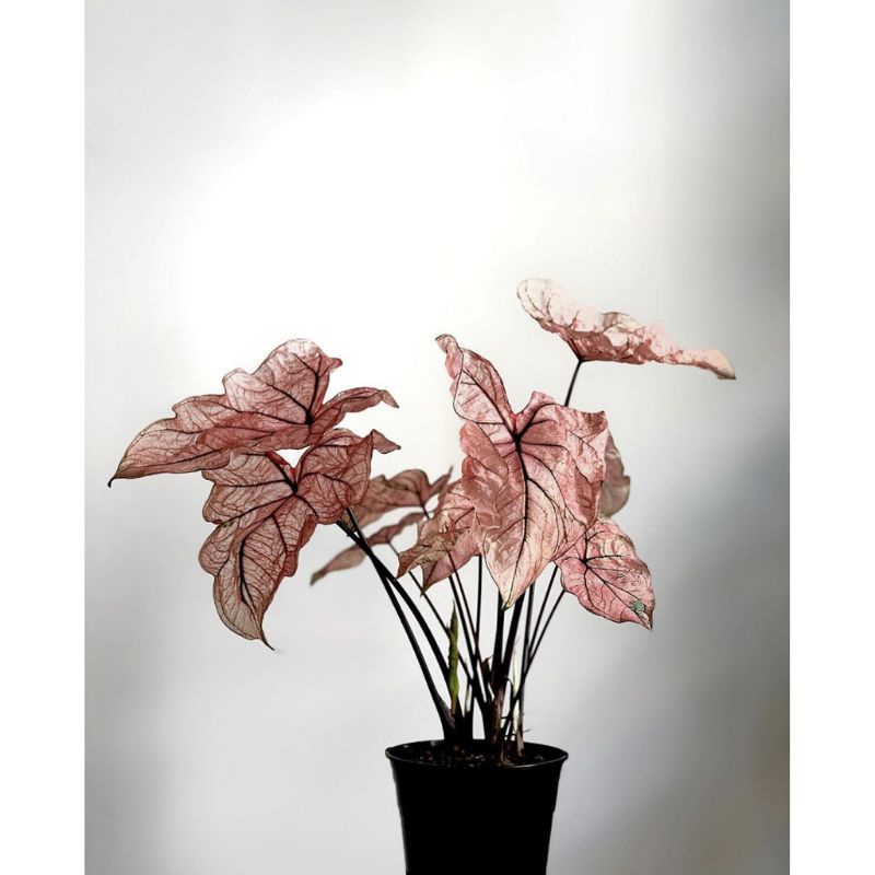 tanaman hias umbi keladi spring fling hybrid keladi hias