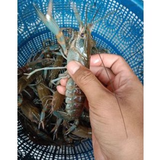 

Lobster Air Tawar 4 inc