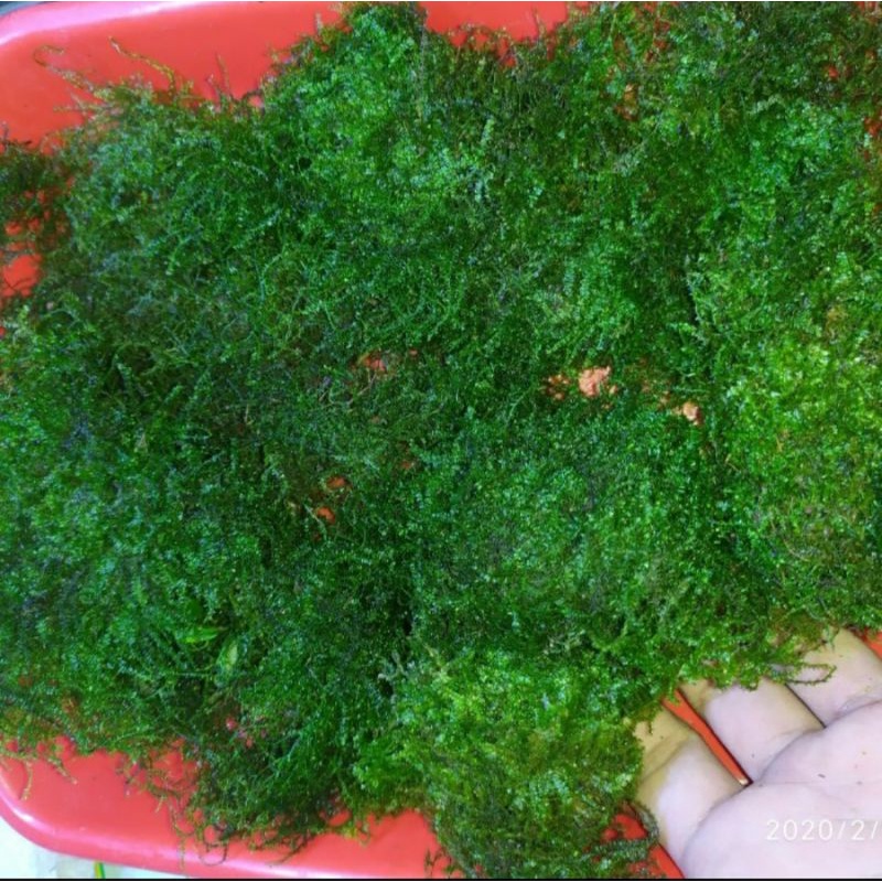 Java moss full daun air dan moss weeping clum murah  20x20cm 13x13cm 10x10cm