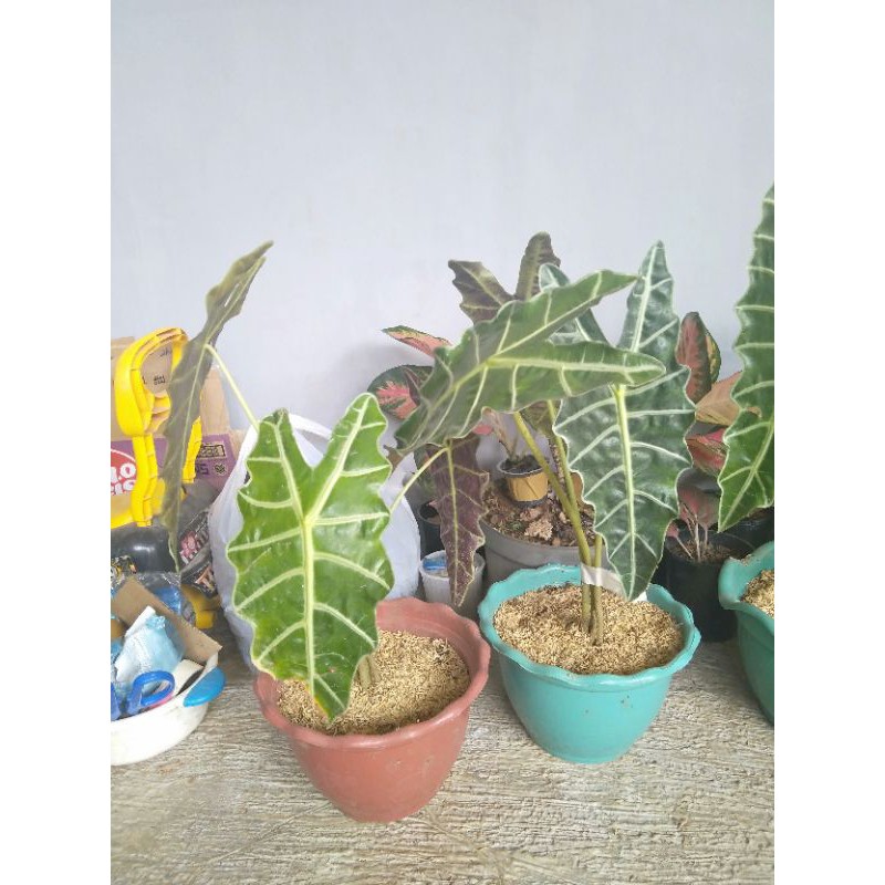 tanaman keladi tengkorak_caladium tengkorak