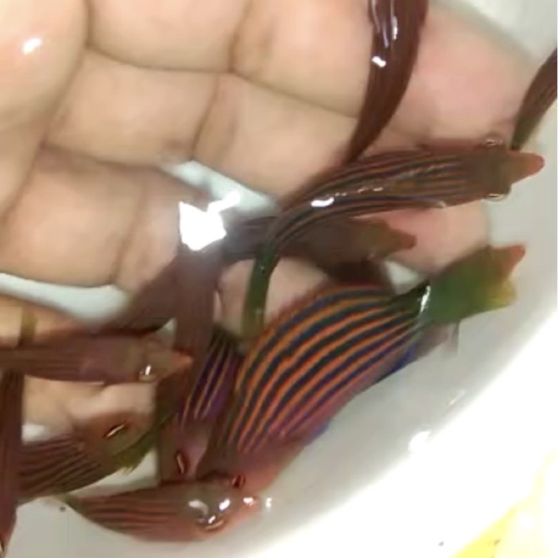 IKAN HIAS AIR LAUT KELING LIRIS CLEAN UP CREW