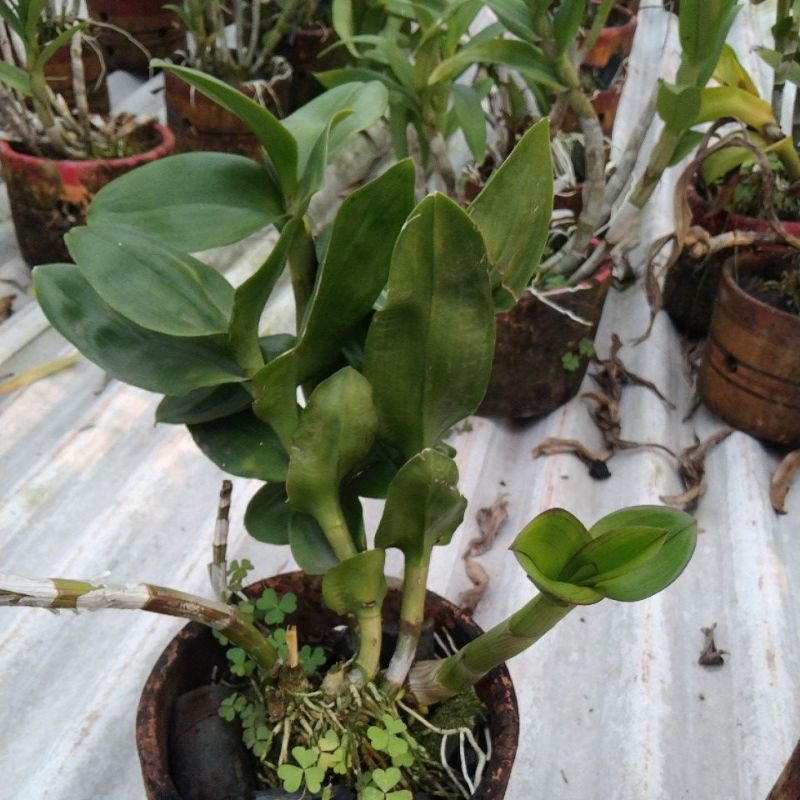 anggrek hibrid media mos putih