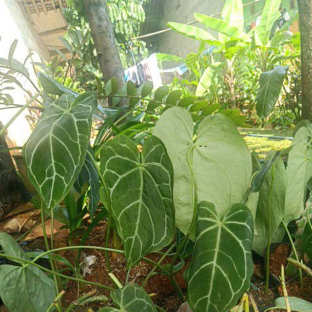 

Kuping gajah