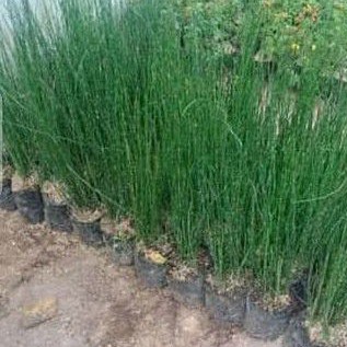 Tanaman Hias Hoki Bambu air