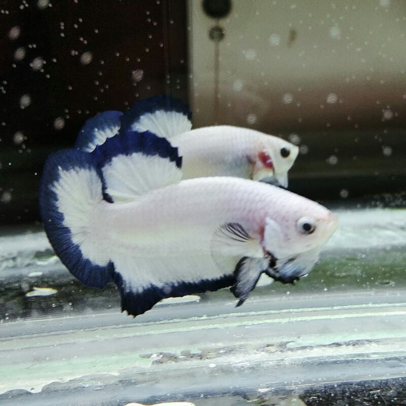 CUPANG TOP GRADE BLUE RIM CLEAN BODY ORI LINE THAILAND SIZE L