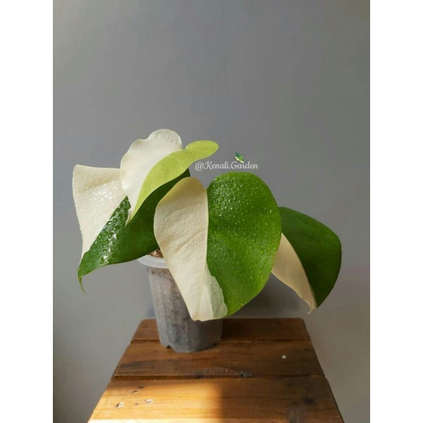 Monstera Variegata Halfmoon