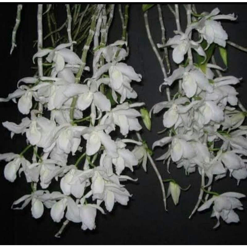 Dendrobium anosmum alba