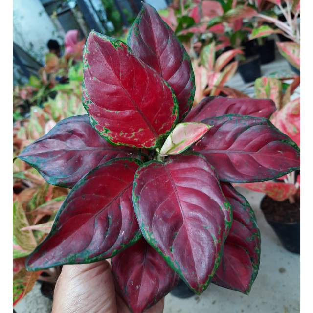Tanaman hias / bunga / Aglaonema Black Maroon