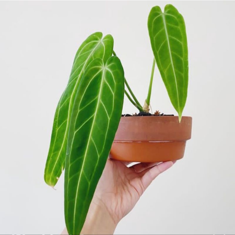 BABY ANTHURIUM WAROCQUEANUM - ANTHURIUM LIDAH GAJAH