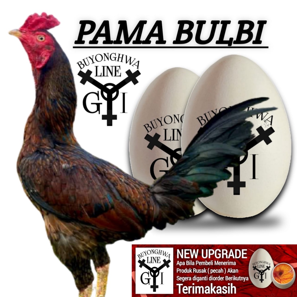 ayam bulbi ori paket telur 2 butir telur fress