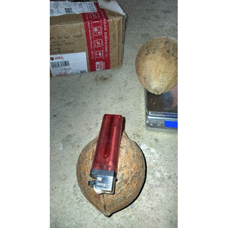 [Gading Orange ORI]bahan bonsai kelapa Minion size 3/4