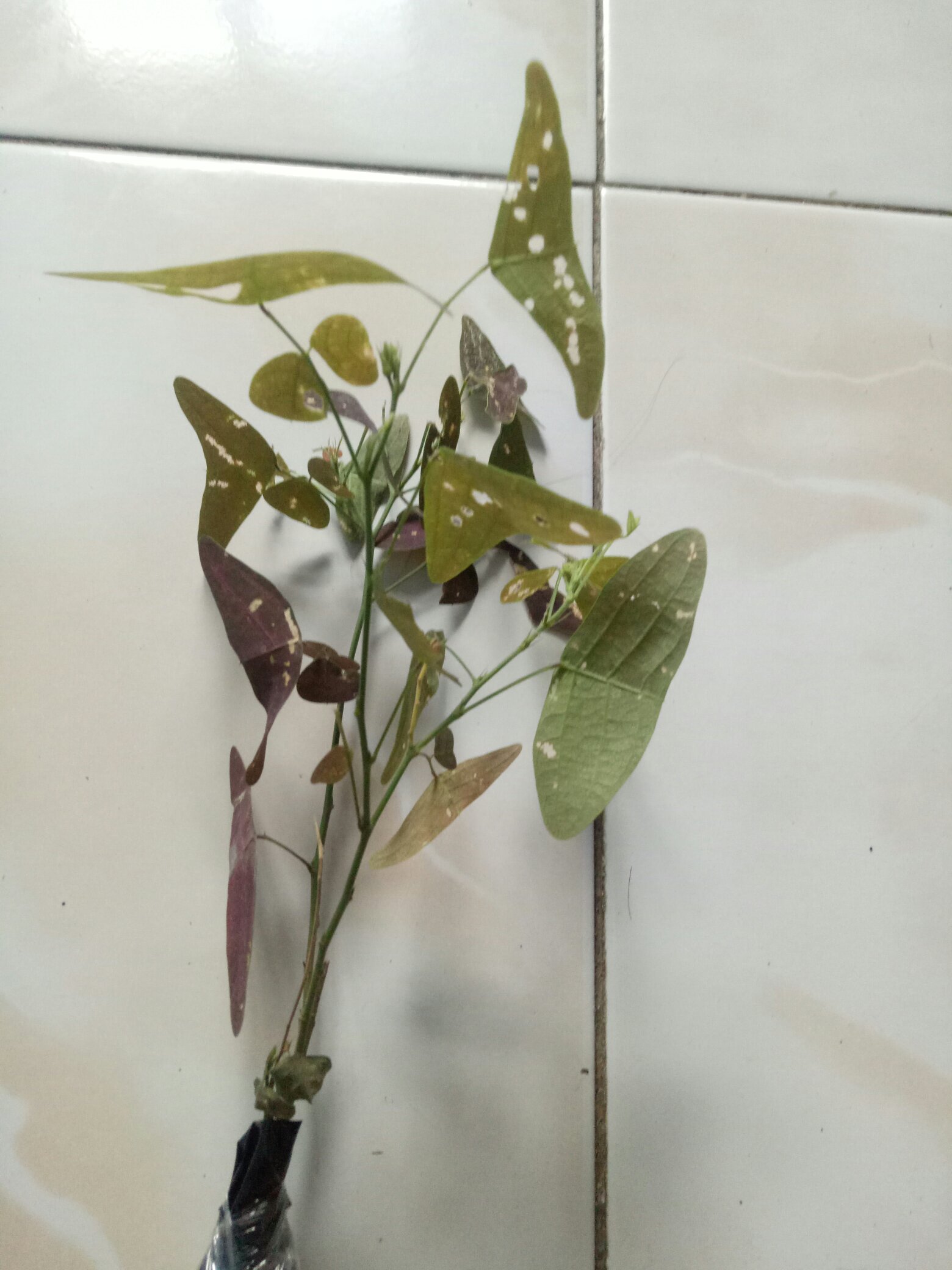 Tanaman Hias Gantung Kupu Kupu - Oxalis Triangularis