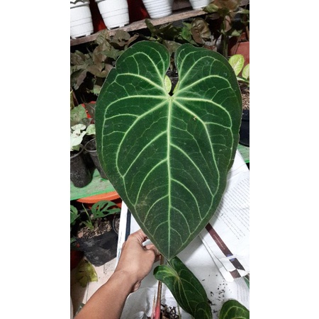 anthurium magnificum hybrid kuping gajah
