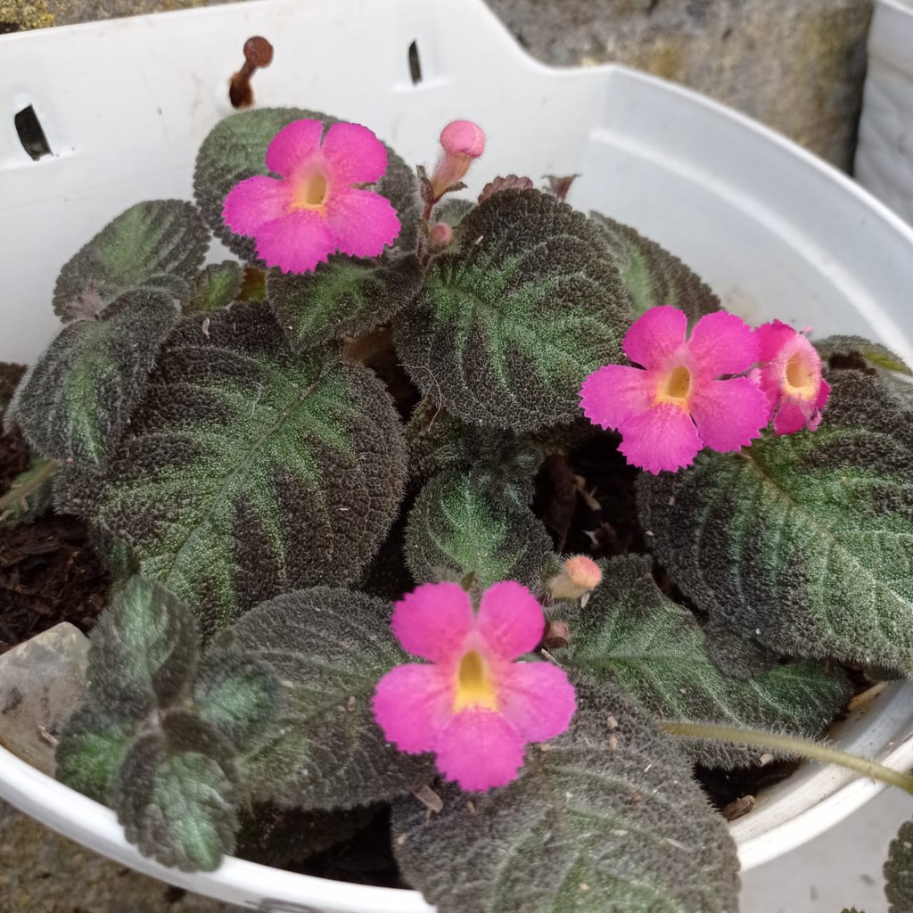 Bunga Episia Pink Panther Bunga Episcia Tanaman Hias Murah