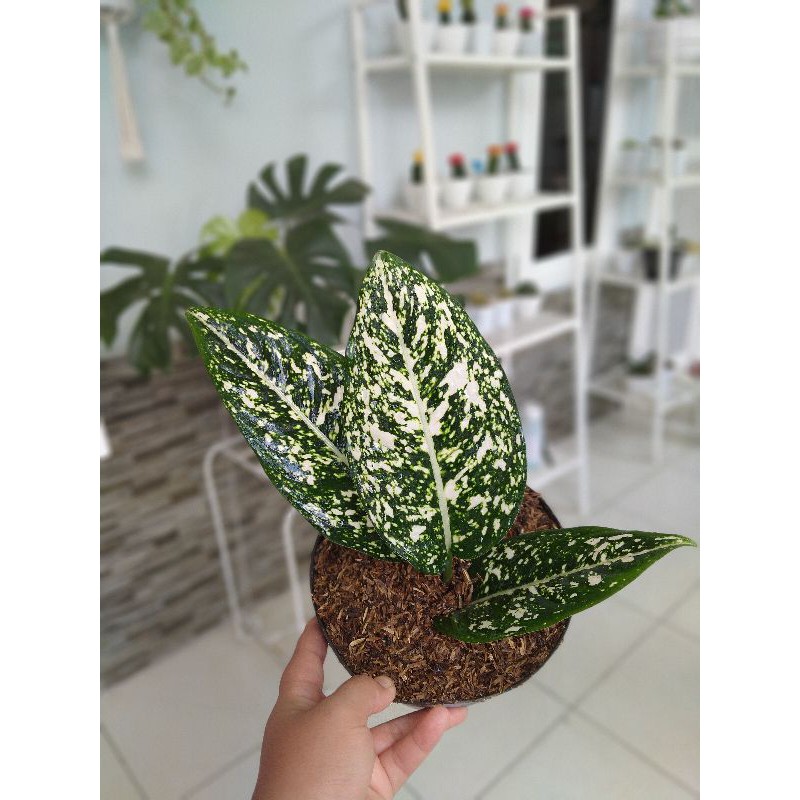 Tanaman Hias indoor Aglonema Aglaonema Big Leaf