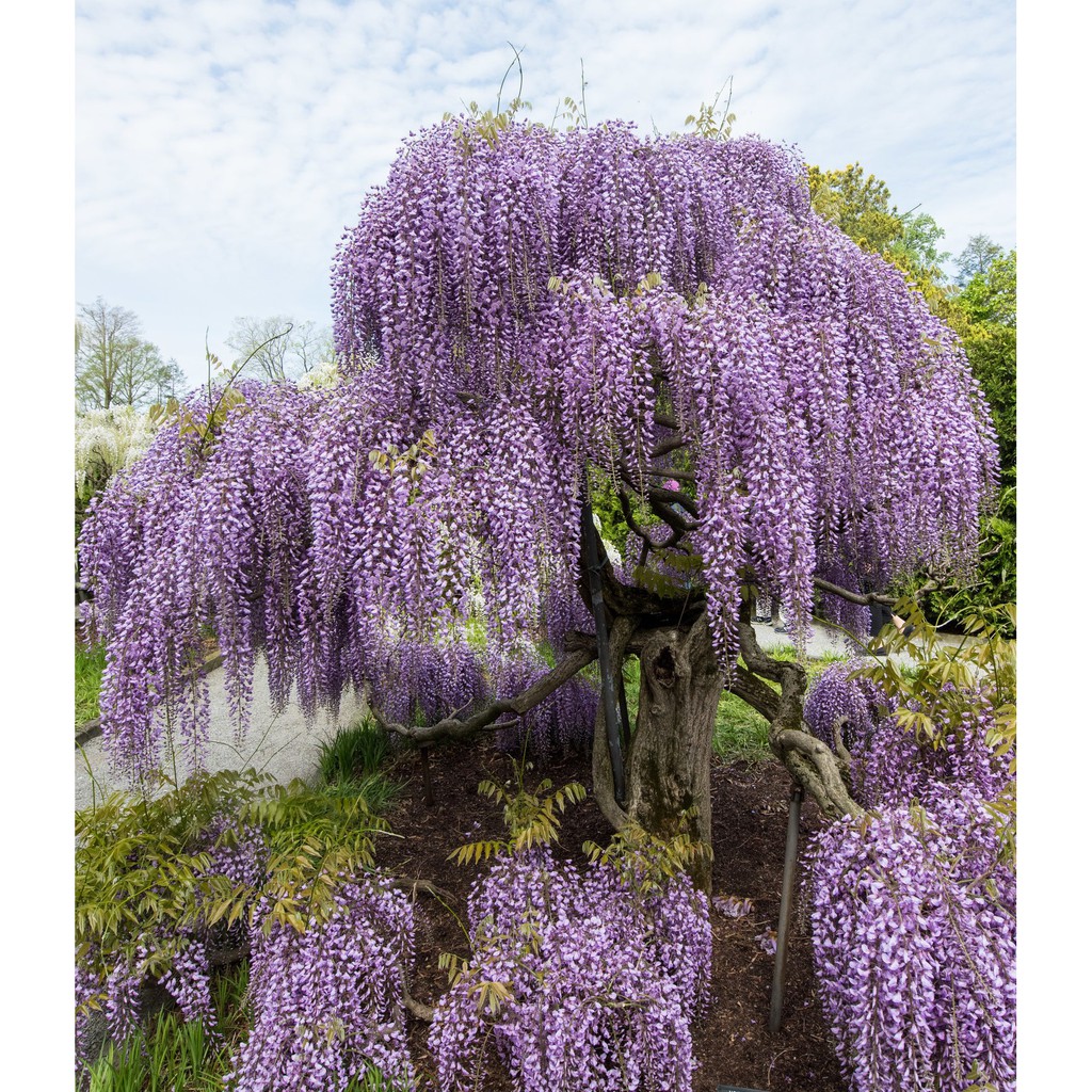 Bibit Benih Biji Japanese Wisteria Mix Tree - Bibit Tanaman Pohon Japanese Wisteria - Wisteria - COD