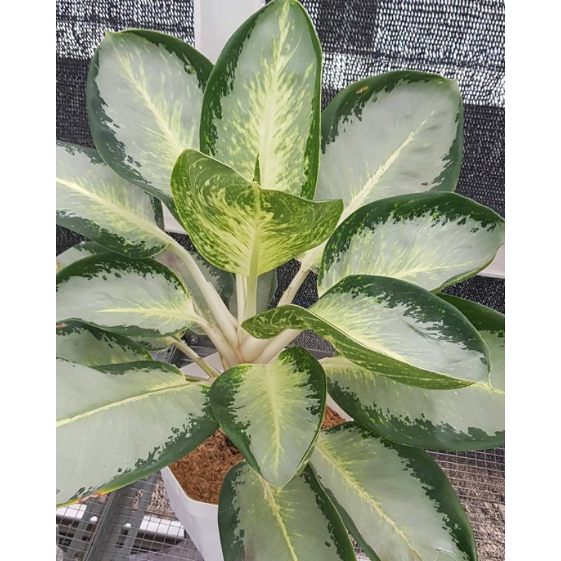 Green Bowl Aglaonema Remaja | Tanaman Aglonema Koleksi