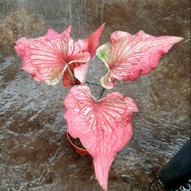 Caladium Keladi Hias Thailand Invinity Shopee Indonesia