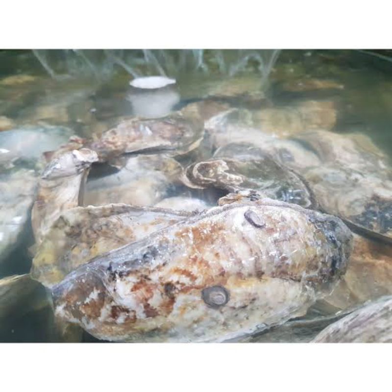 

Jual promo , kerang tiram | segar | hidup | 1 kilogram