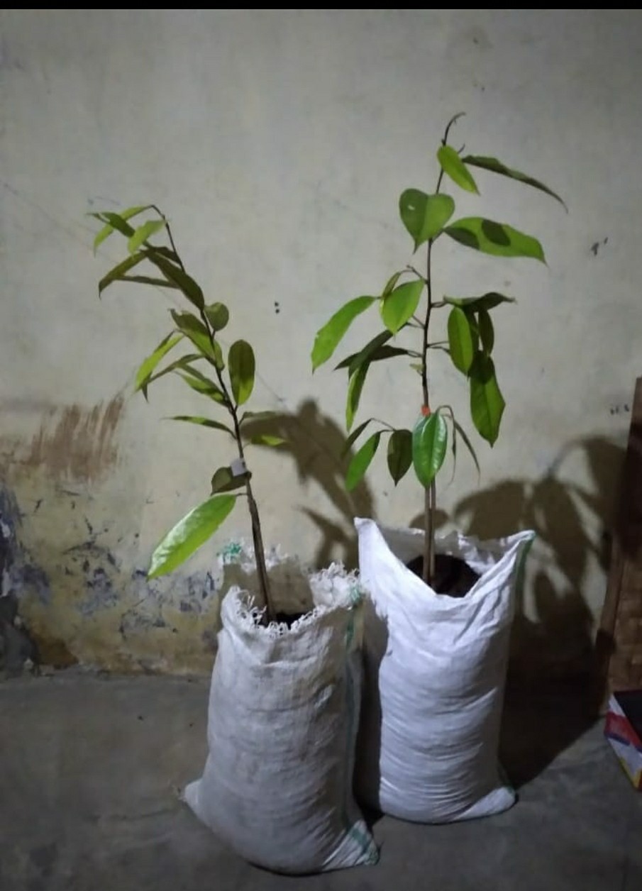 1 Bibit Durian Musangking 3 Kaki Murah Berkualitas