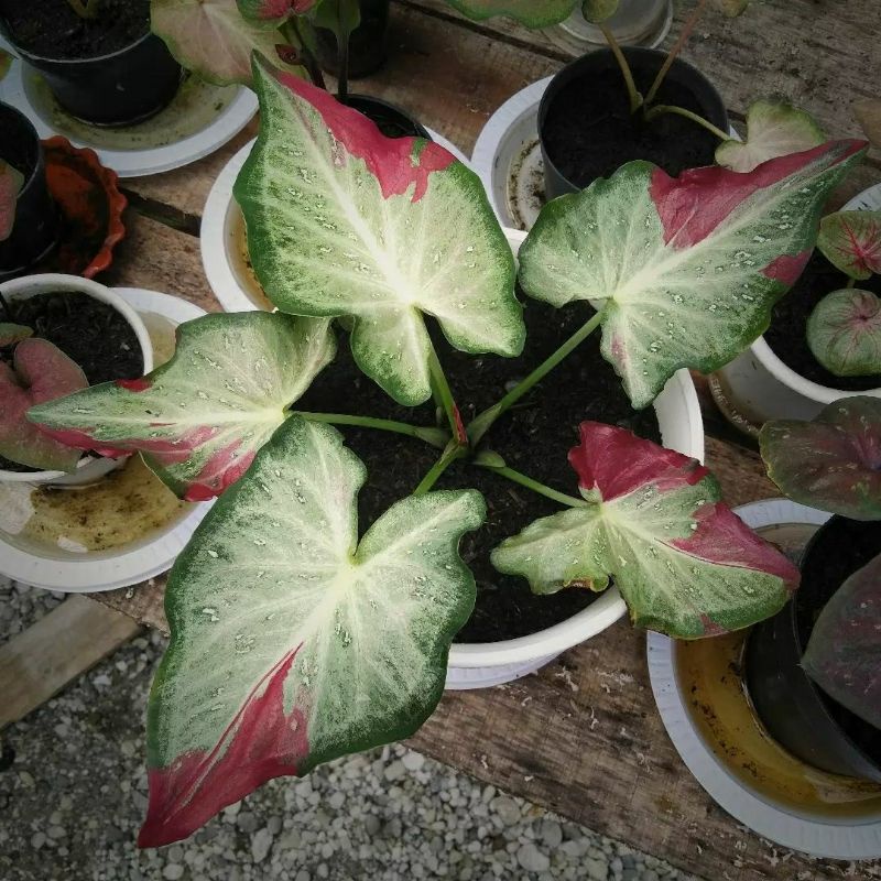 Keladi Cat Tumpah / Shycool Bunga Hias Caladium