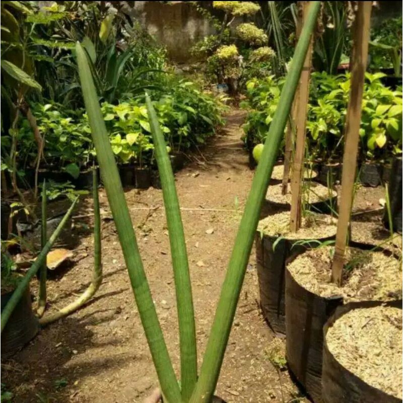 Tanaman lidah mertua tombak - Pohon sansivera tombak