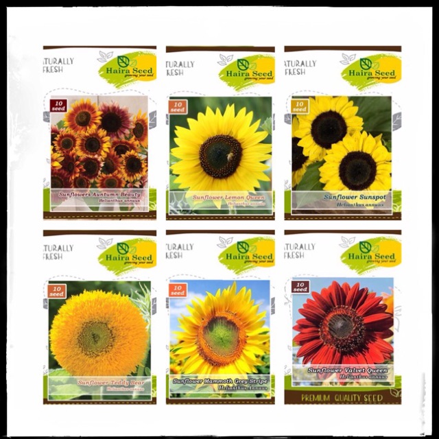 Benih Bunga Matahari Sunspot Velvet Queen Teddy Mammoth Sunflower Haira Seed Sunflower Seeds Shopee Indonesia