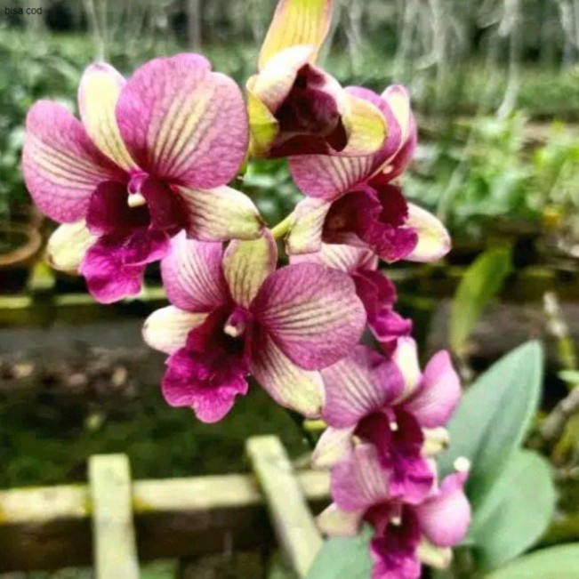 Pohon Anggrek Dendrobium Buttercup Dewasa Siap Spike