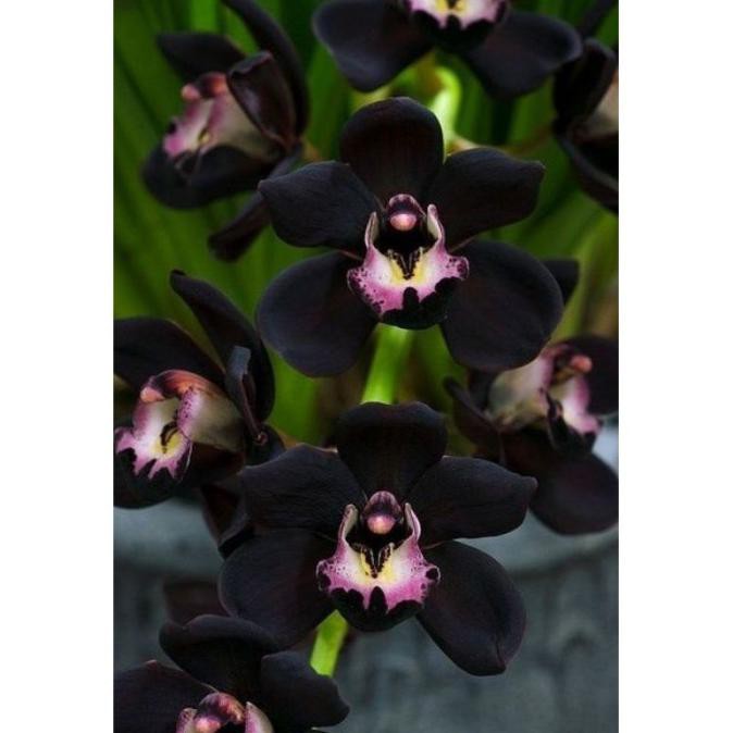 tanaman hias anggrek dendrobium black papua-anggrek hitam dendro siap