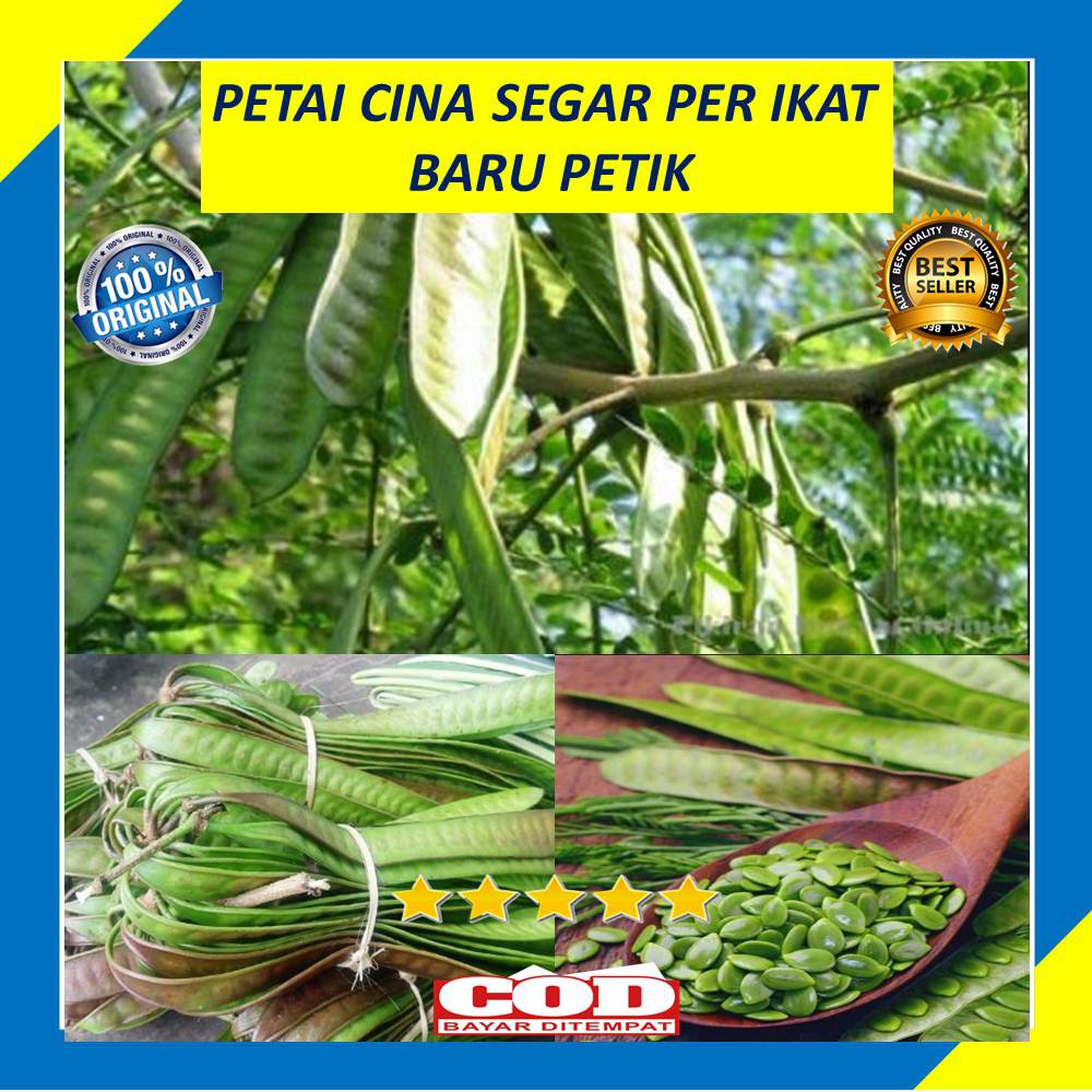 

Petai Cina Perikat Pete Mlandingan Pohon Lamtoro