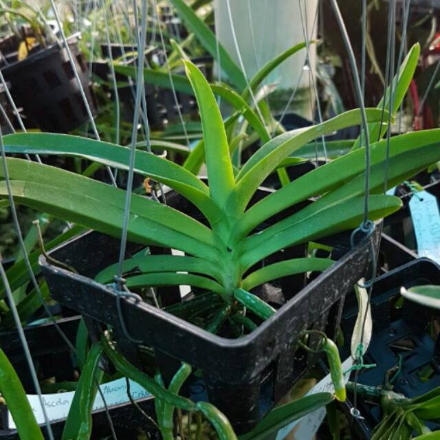 Remaja anggrek vanda