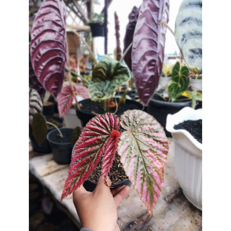 Tanaman Hias Begonia Rex Walet/ Violet