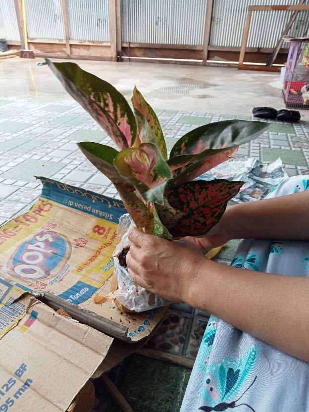 Bunga Aglonema Paket 3 Batang