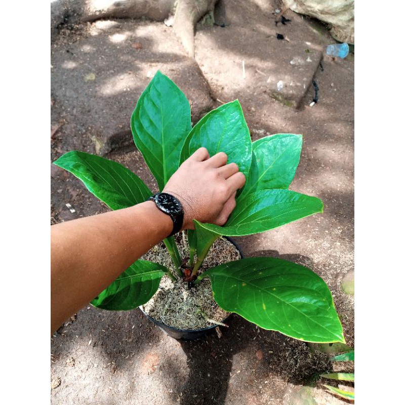 antorium jemani kobra