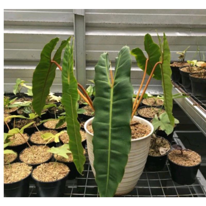 Philodendron kabel busi stang oren bibit/batang bonggol