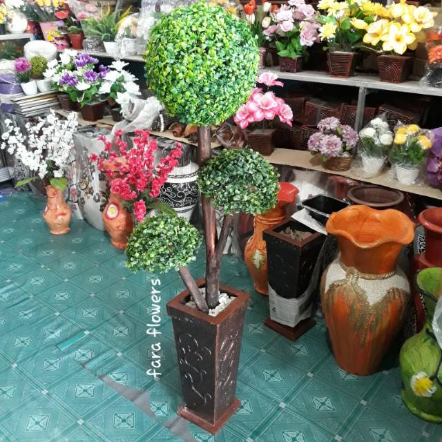 Bonsai Bulat Pohon Bonsai Daun Serut Daun Bulat