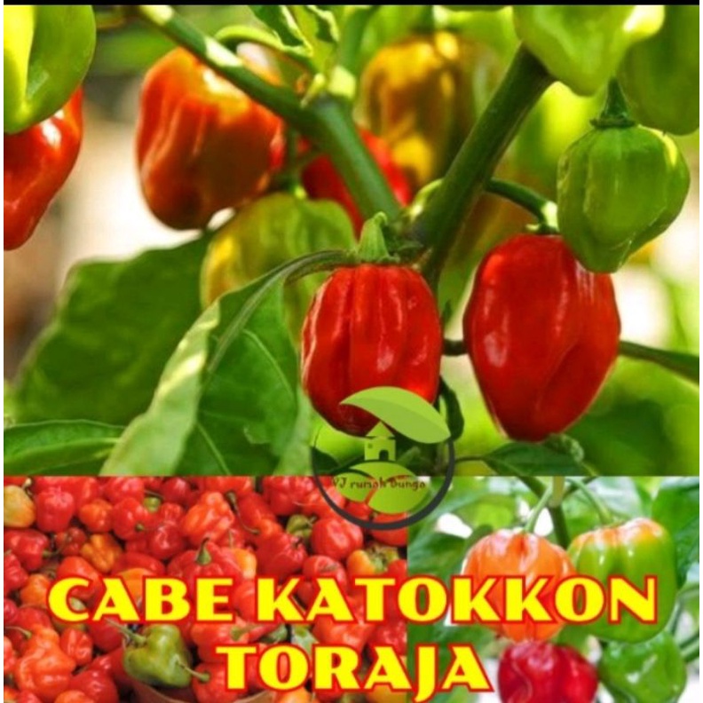 benih bibit cabe katokkon toraja
