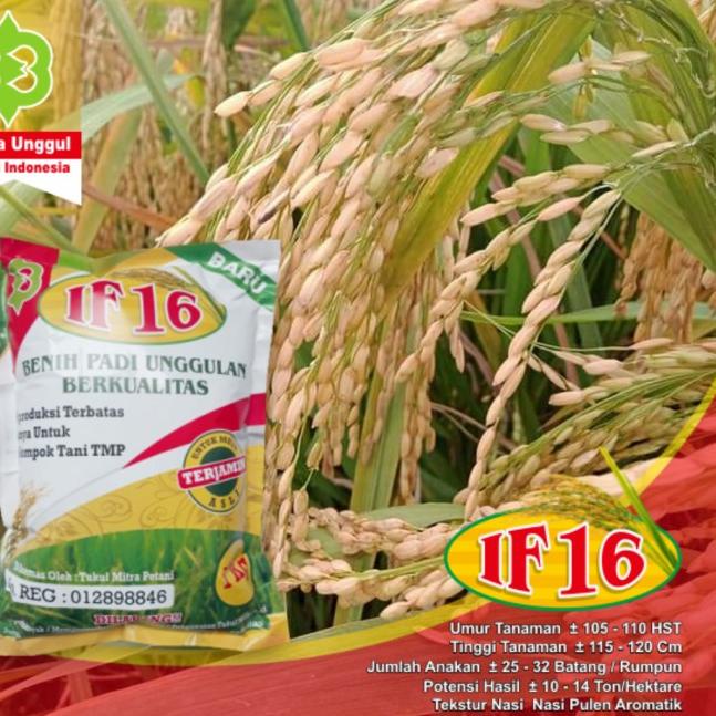 ☆ Benih Padi IF 16 / Bibit Padi IF 16 AB2TI ➶