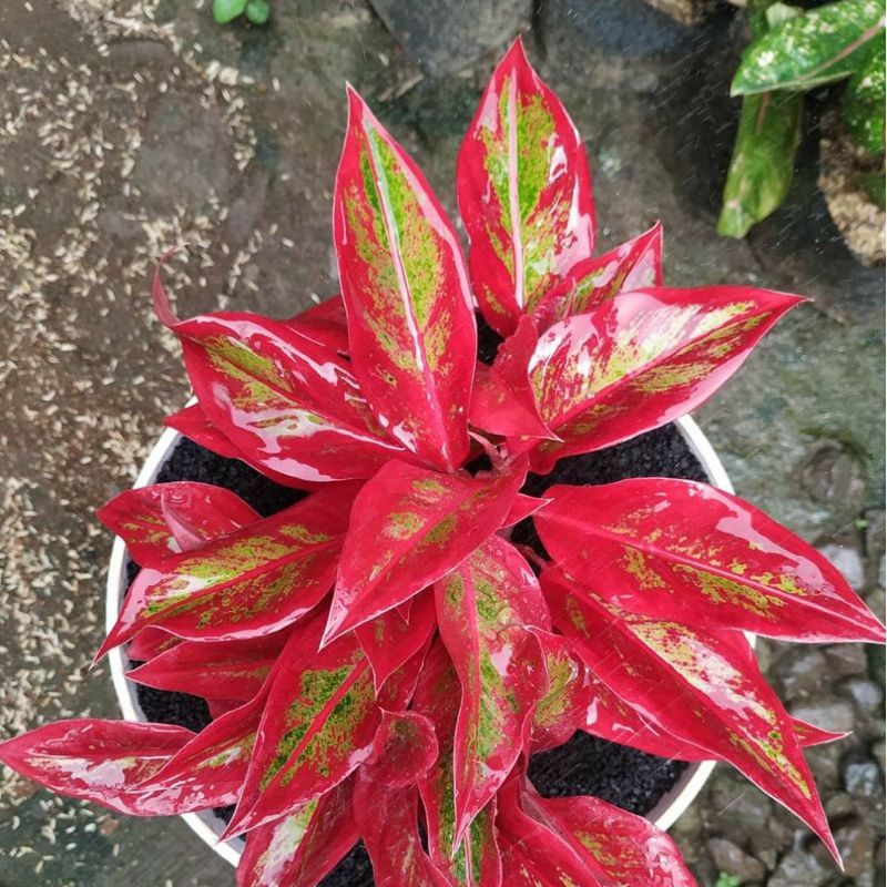 Aglonema lipstik Tanaman Hias Aglaonema Red Siam Aurora tanaman Aglo aglonema lipstik merah Aglo lip